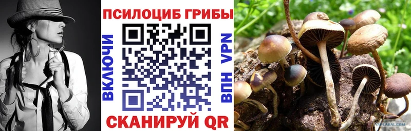 где купить   Куртамыш  Псилоцибиновые грибы ЛСД 